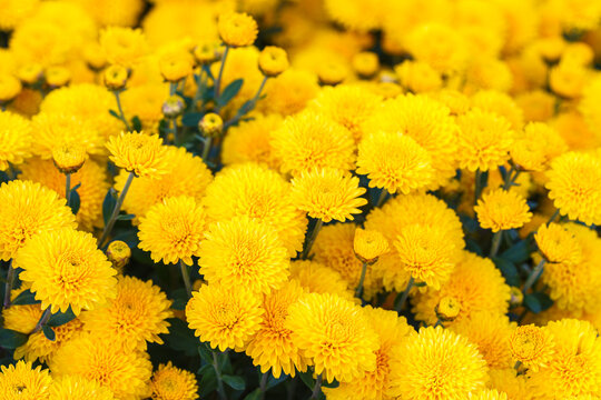 Bright yellow pompon chrysanthemum flowers in full bloom creating vibrant floral background. Closeup of colorful autumn blossoms growing in a garden, seasonal fall decorative plant breeding