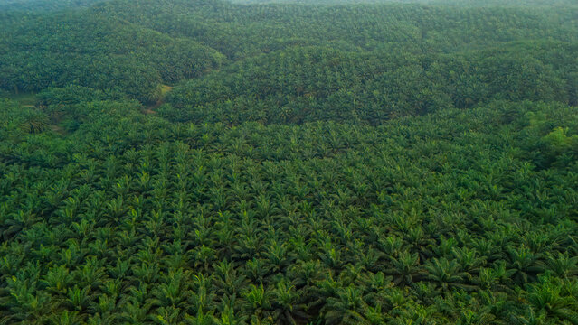 Aerial view of an extensive oil palm plantation with orderly rows of trees covering rolling hills in West Java, Indonesia.
