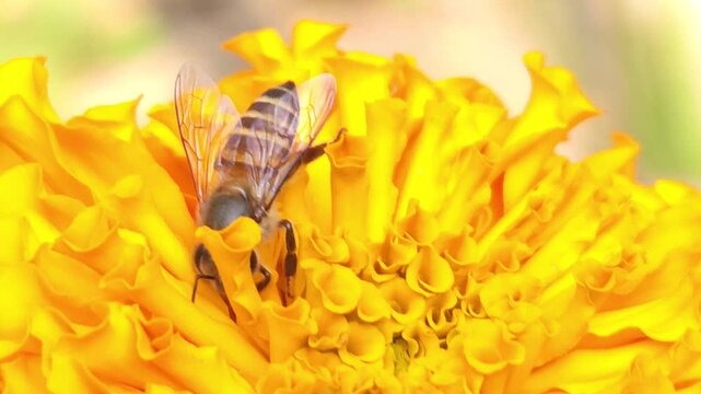 bee on flower