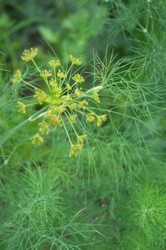 Close-up of fresh green dill plant with delicate yellow-green flower umbels and feathery leaves in a soft garden setting.