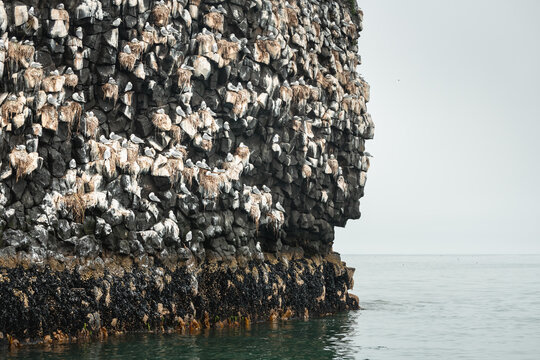 Kamchatka, Russia. Starichkov island in Avacha bay, coast of Pacific ocean. Seagulls nesting on the rocks.