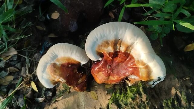 Ganoderma mushrooms, which often grow on rotting or dead tree trunks