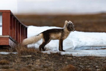 Naklejka premium Renard polaire,