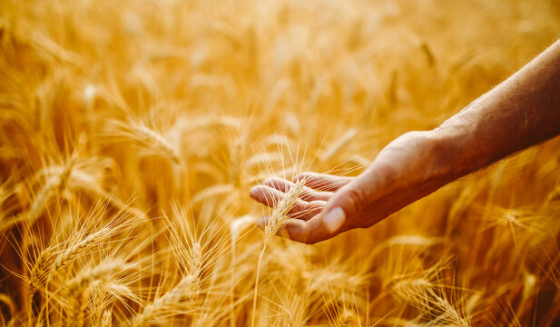 Close-up of a farmer's hands holding ears of golden wheat at sunset. An agronomist's hands inspecting the harvest in a field. Farming concept, bountiful harvest.