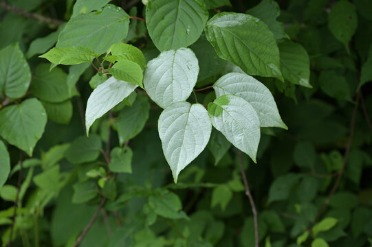 開花を知らせるために白く変色したマタタビ（木天蓼）の葉 植物の不思議
