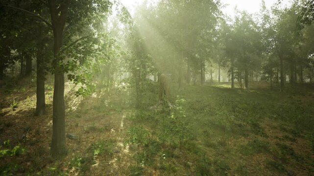 Dappled Austrian mixed forest in afternoon, warm sunlight through layered canopy, scattered shadows on mossy floor, cinematic depth for editorial and travel
