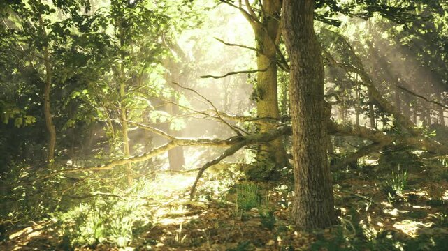 Closeup mossy pine trunk with horizontal branch, lichen speckled bark and filtered sunlight creating textured scene, intimate woodland detail evoking age,