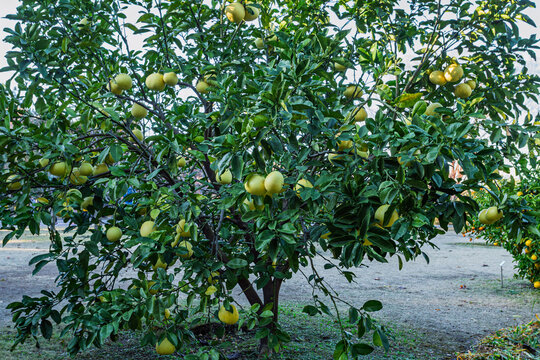 Citrus tree heavily laden with yellow fruits at the Imperial Palace East Gardens December 2023