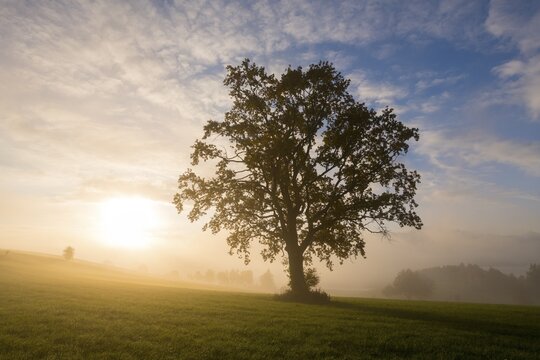 A single tree in morning fog, the sun slowly rising over the meadow, near F&uuml;ssen, Allg&auml;u, Swabia, Bavaria, Germany