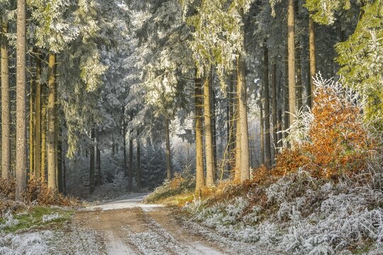 Forest road going through a mixed forest white from roarfrost on a sunny day in winter, Bavaria, Germany