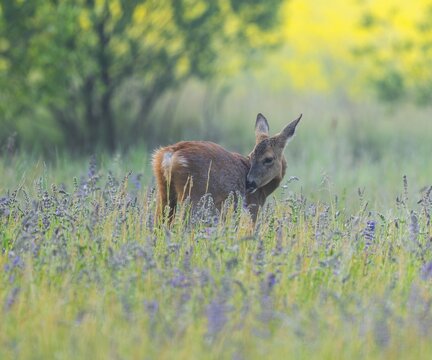 Roe deer (Capreolus capreolus), doe standing in a colourful spring meadow, in the background a yellow blossoming rape field, wildlife, Thuringia, Germany