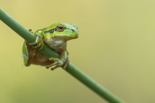European tree frog (Hyla arborea), Zandvort, Netherlands