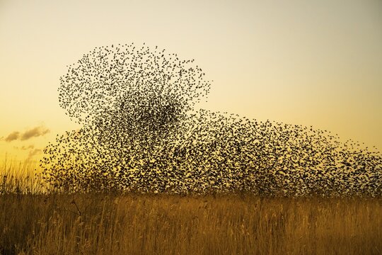 An impressive flock of starlings (Sturnus vulgaris) in the sky above the reed belt of Lake D&uuml;mmer in the light of sunset, D&uuml;mmer nature park Park, H&uuml;de, Lower Saxony, Germany