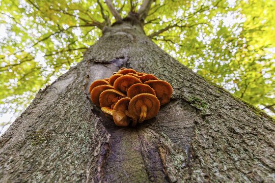Tree fungus on a beech tree, Germany