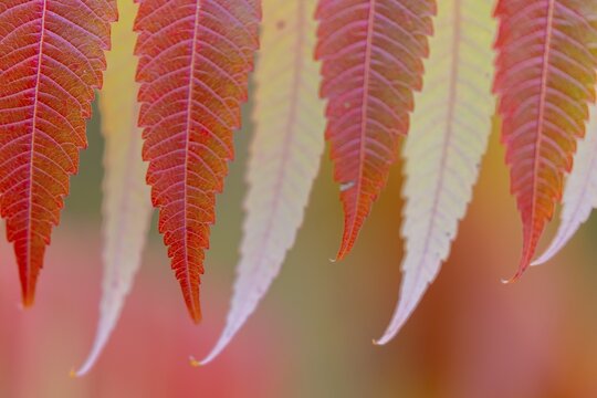 Vinegar tree (Rhus typhina) in autumn colors, autumn, Krauchenwies, Upper Danube nature park Park, Baden-W&uuml;rttemberg, Germany