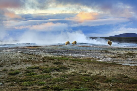 Free-range sheep grazing, sulphur vapour, evening sky, Hveravellir geothermal area, Icelandic highlands, Su&eth;urland, Sudurland, Iceland