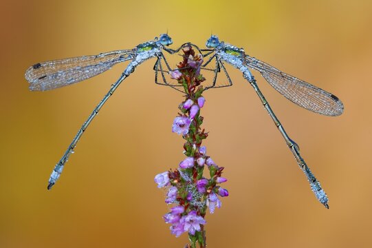 Emerald Damselfly (Lestes sponsa) on flowering heather in the Goldenstedt moor, Goldenstedt, Lower Saxony, Germany