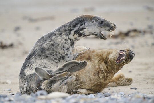 Grey seal (Halichoerus grypus) playing with each other on the beach, D&uuml;ne, Helgoland, Schleswig-Holstein, Germany