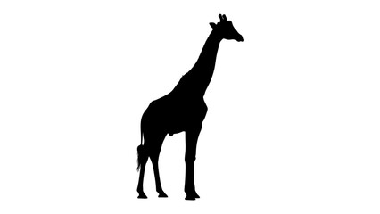 Giraffe Silhouette Standing Tall: A stark black silhouette of a giraffe stands against a clean white background, its elongated neck and distinctive body shape clearly defined. © Ahsan