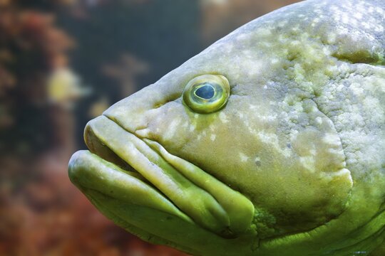 Gilt-head bream (Sparus aurata) swimming under water, captive, Germany