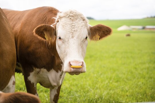 Brown cow is standing on green pasture, looking directly at the camera. Tranquil, rural atmosphere