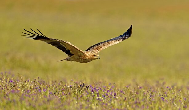 Young Spanish imperial eagle (Aquila adalberti), in flight, early morning, central Spanish steppe, Castilla-La Mancha, Spain