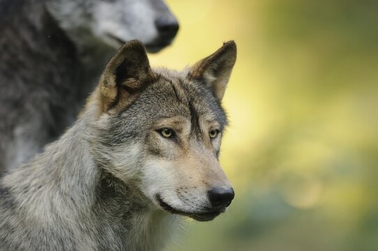 A wolf looks attentively into the distance, surrounded by green nature and soft light, Timberwolf (Canis lupus lycaon), Germany