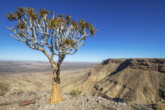 Quiver tree (Aloe dichotoma) at the edge of the Fish River Canyon at sunset, Fish River Gorge, Namibia