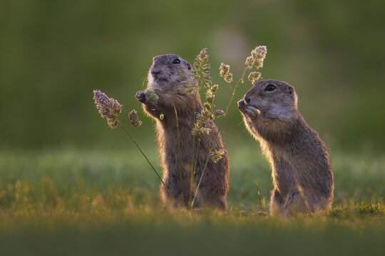 European ground squirrel (Spermophilus citellus) looking for food, eating grass seeds, curious and interested, backlight, sidelight, sunlight, steppe area, ground dweller, Kiskunsag National Park, Hungary