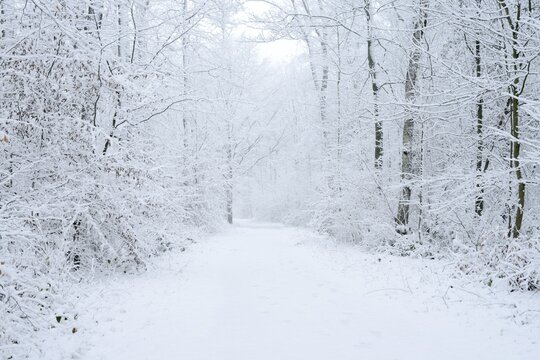 Snowy trail through deciduous forest in winter, North Rhine-Westphalia, Germany