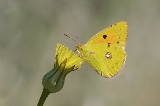 Postillion, Colias croceus, Clouded yellow butterfly, Corfu, Greece