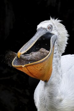 Dalmatian pelican (Pelecanus crispus), eating fish, black background, captive, Sch&ouml;nbrunn Zoo, Vienna, Austria