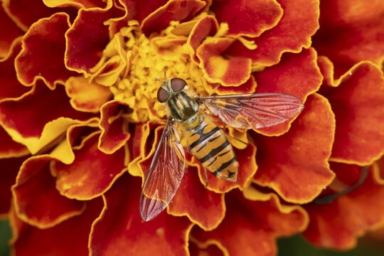 Common hoverfly (Eupeodes corollae) adult insect feeding on a garden French marigold flower in summer, England, United Kingdom