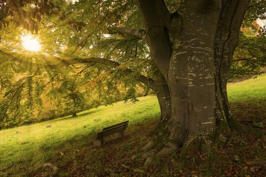 Sunset behind a tree with a bench in a meadow, Beech, Swabian Alb Biosphere Reserve, Baden-W&uuml;rttemberg, Germany