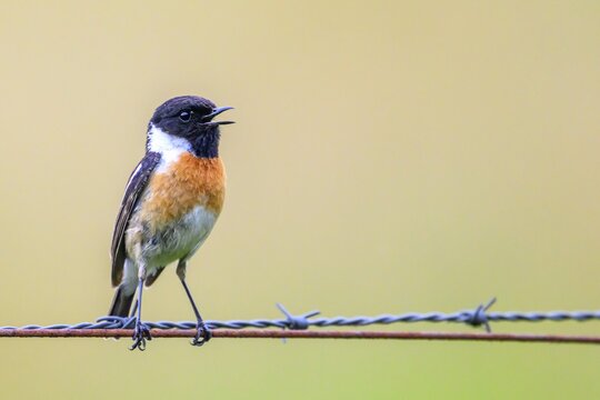 Stonechat (Saxicola rubicola) singing on a barbed wire, natural background, D&uuml;mmerniederung, Lower Saxony, Germany