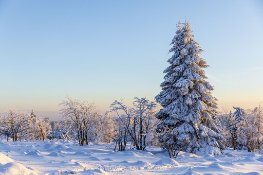 Winter landscape with snow-covered trees and branches covered with hoarfrost on the Erzgebirgskridge at sunset, Zinnwald-Georgenfeld, Altenberg, Osterzgebirge, Saxony, Germany