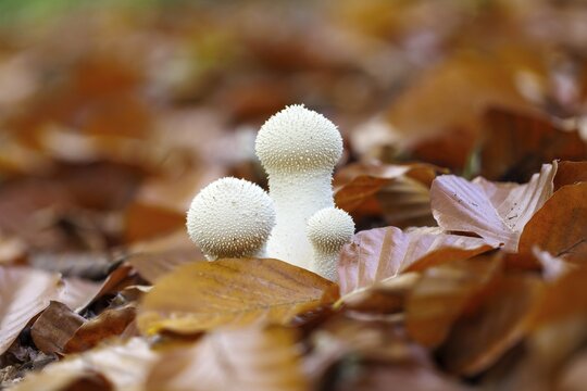 Bottle St&auml;ubling (Lycoperdon perlatum), Germany