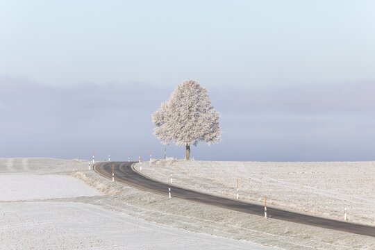 A lonely tree stands picturesquely next to the road in the wintry landscape of the Swabian Jura. The soft sunlight of the morning illuminates the frosty environment and creates a calm, peaceful atmosphere. This scene conveys the quiet beauty of nature in winter and invites you to linger