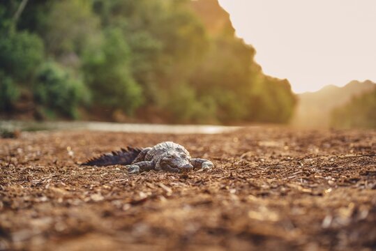 Special light atmosphere with crocodile in the outback in Windjana Gorge National Park in Australia