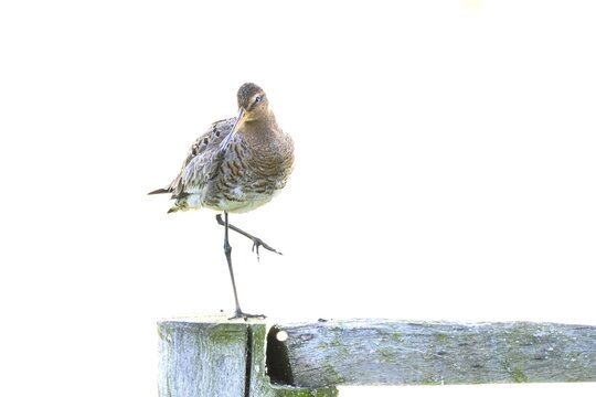 A black-tailed godwit (Limosa limosa) on a pole in front of a warm background, D&uuml;mmer nature park Park, Lower Saxony, Germany