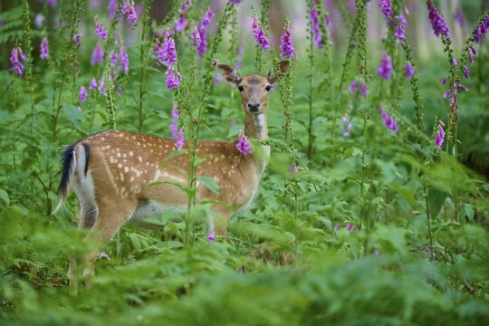 A damtier looks amidst green fern and red foxglove (Digitalis purpurea), surrounded by forest, an image full of natural grace, fallow deer (Dama dama), Hesse, Germany