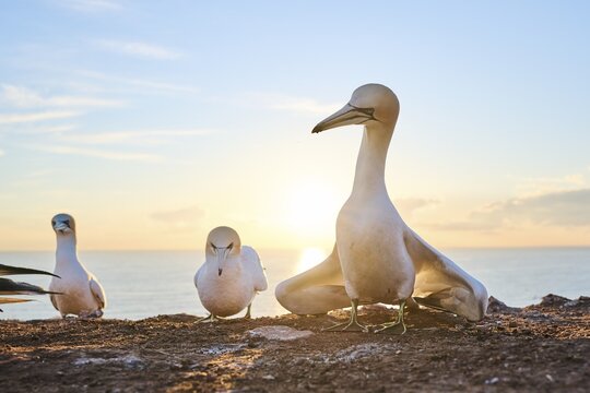 Northern gannet (Morus bassanus) courts a female in the colony at sunset with the sea in the background, wildlife, Helgoland, Germany