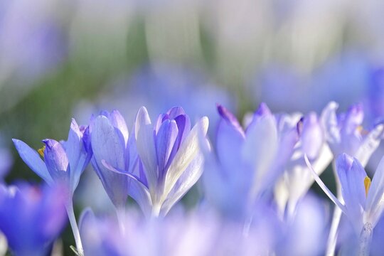 Beautiful crocus blossom at the beginning of March, Germany