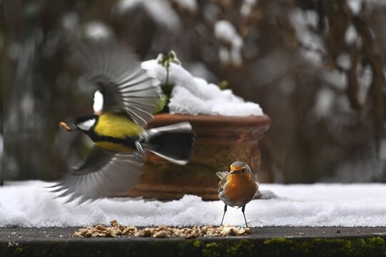 European robin (Erithacus rubecula) and great tit (Parus major) foraging on a patio table, Bavaria, Germany