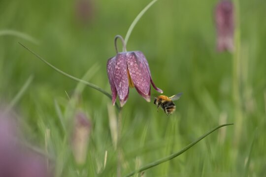 Common carder bumblebee (Bombus pascuorum) adult bee insect flying towards a Snake's head fritillary (Fritillaria meleagris) flower in spring, England, United Kingdom