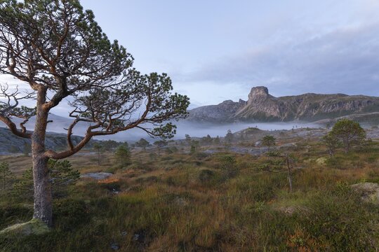 Magical morning fog on Steigtindvatnet in front of the majestic Steigtinden in Norway near Bod&oslash;. Typical pine forest and moss-covered rocks