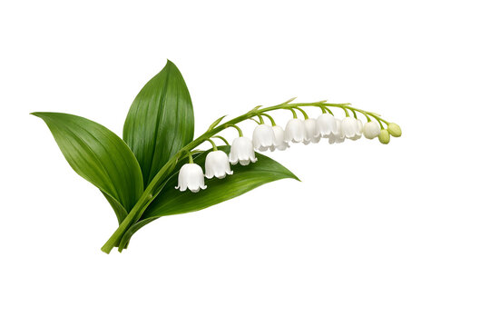Delicate Lily of the Valley flowers with white bell-shaped blooms and fresh green leaves on a stem, isolated on a white background, perfect for spring, nature, and floral concepts.