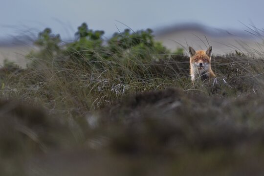 By luck, this red fox (Vulpes vulpes) tells me the location of the fox den with cubs and already at the first encounter I observe that the fox is less shy than other foxes, dune landscape, rearing cubs, May, Denmark