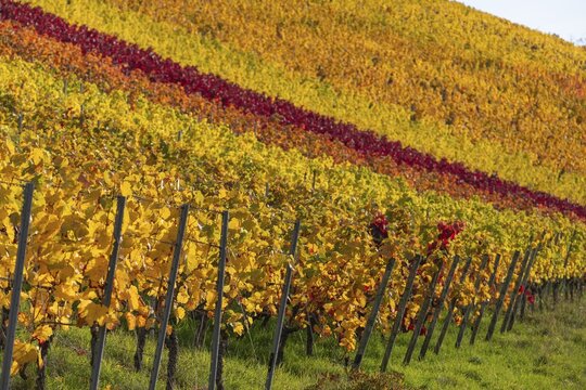 Autumn vineyard lines on the wine trail on Kappelberg near Fellbach, Stuttgart