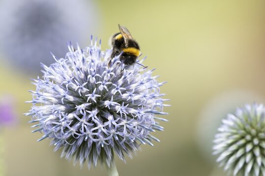 Buff tailed bumblebee (Bombus terrestris) adult bee insect feeding on a garden Globe thistle flower in summer, England, United Kingdom